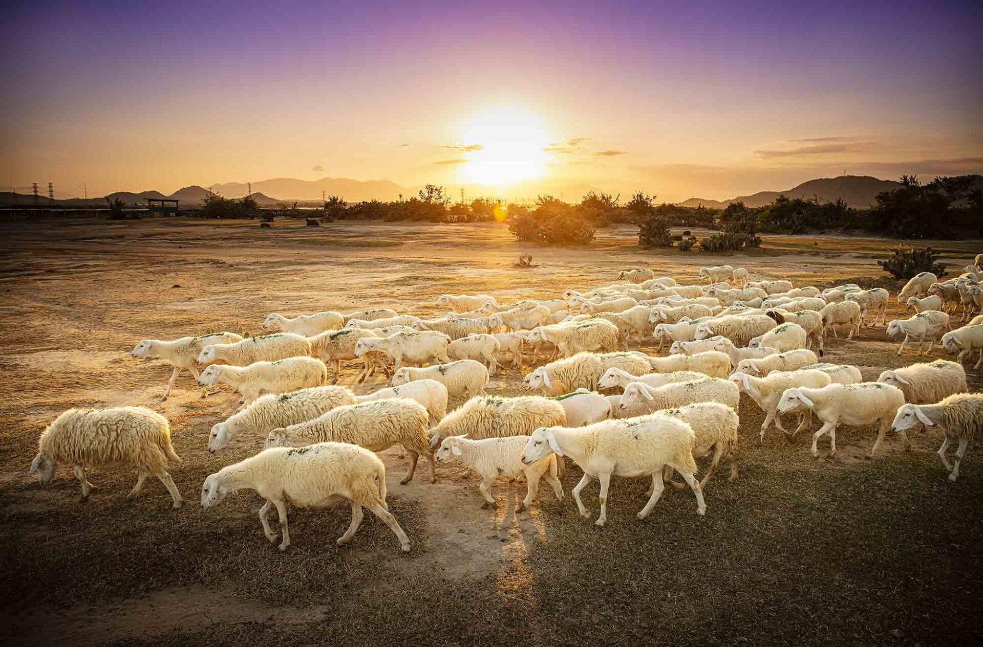 Đồng Cừu An Hòa Đồng Cừu An Hòa