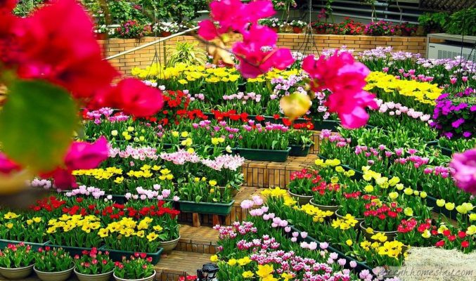 vườn hoa thành phố Đà Lạt