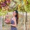 tour hái nho Ninh Thuận