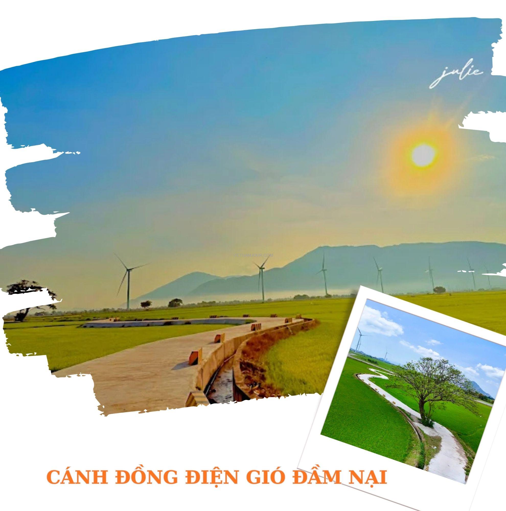 Cánh đồng điện gió Đầm Nại vàng rực mùa lúa chín