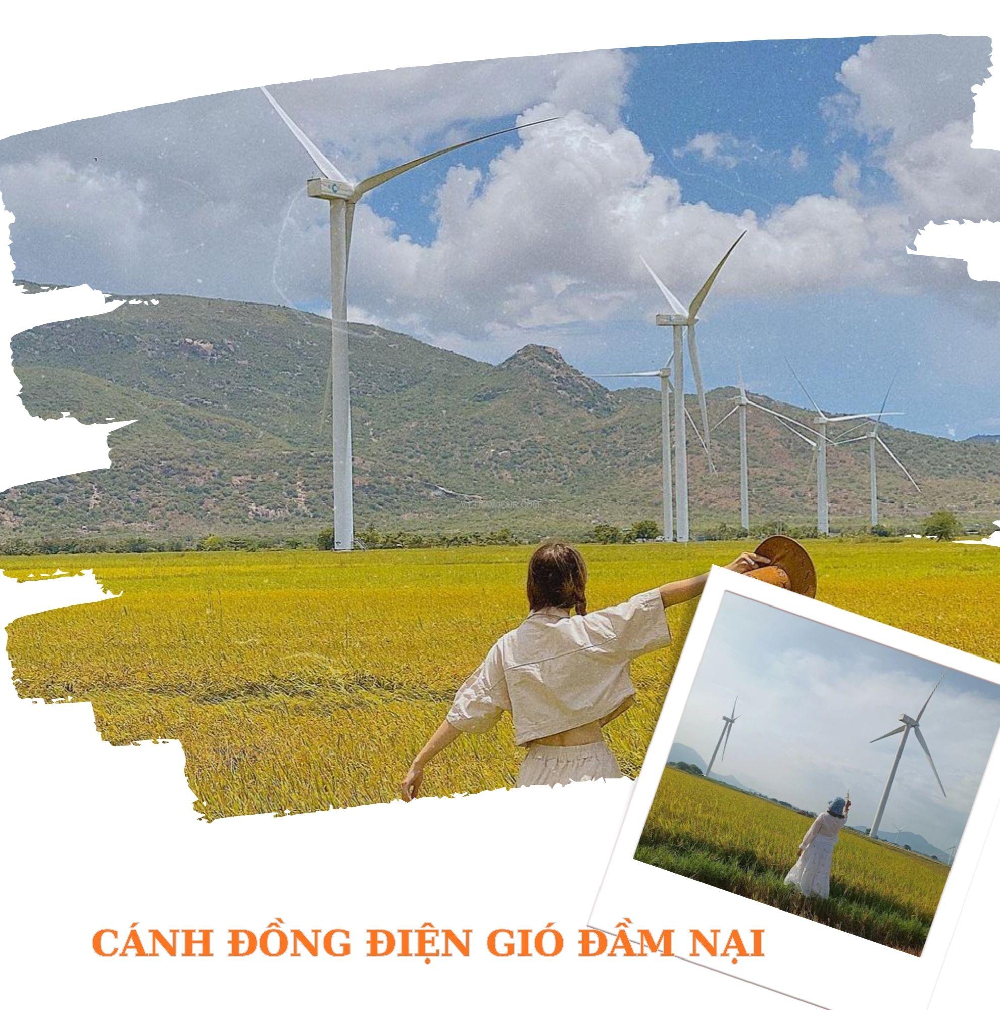 Toàn cảnh cánh đồng điện gió Đầm Nại với quạt gió trắng và đồng lúa