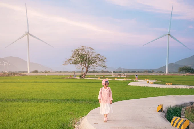 Cánh đồng điện gió Đầm Nại xanh mượt vào đầu mùa vụ