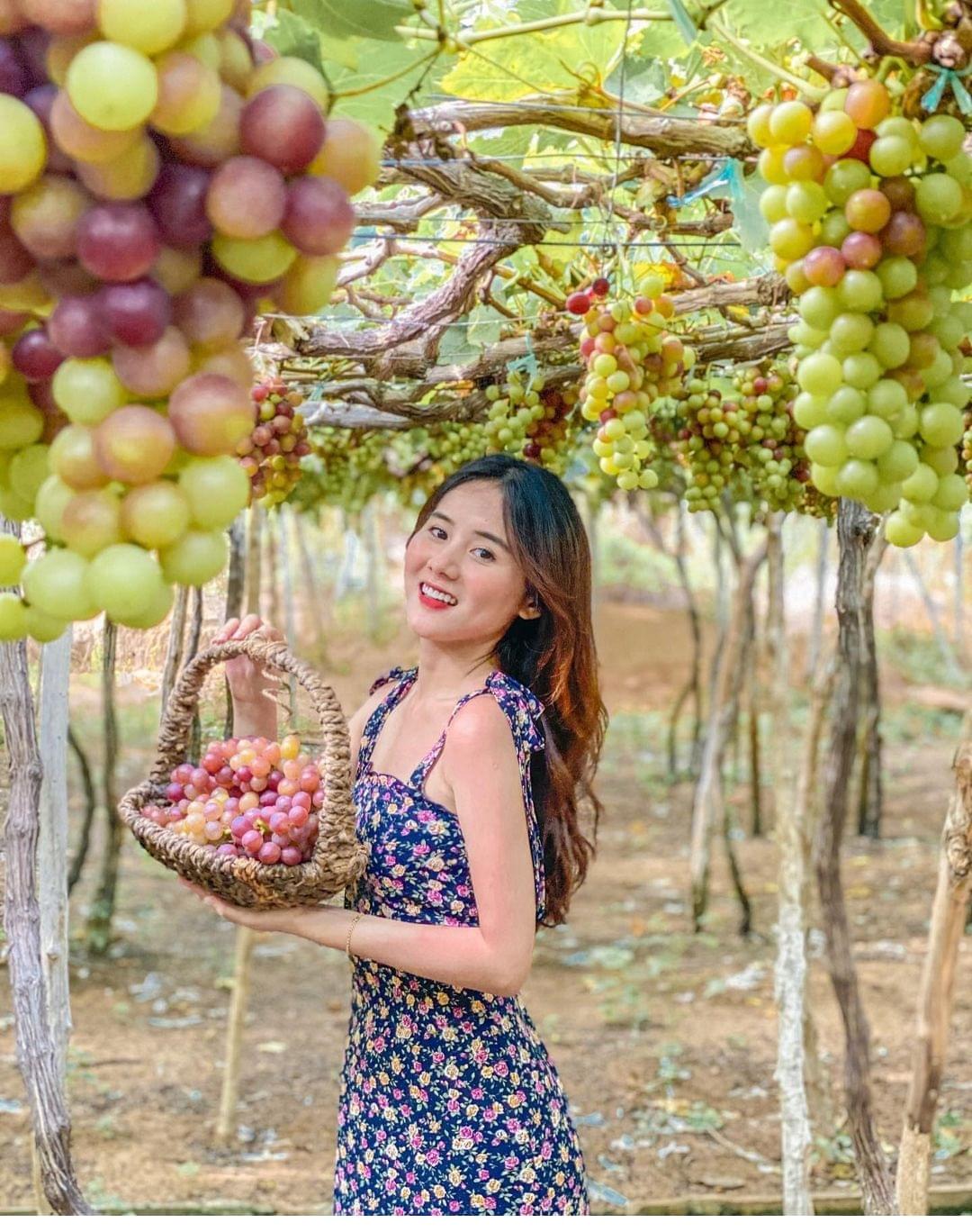 tour hái nho Ninh Thuận